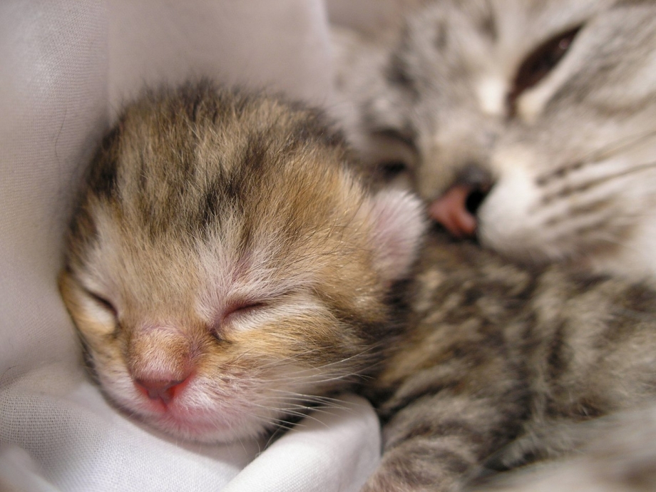 Сколько кошка за свою жизнь может родить котят