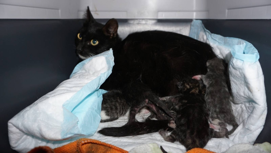 Кот мнёт лапами одеяло