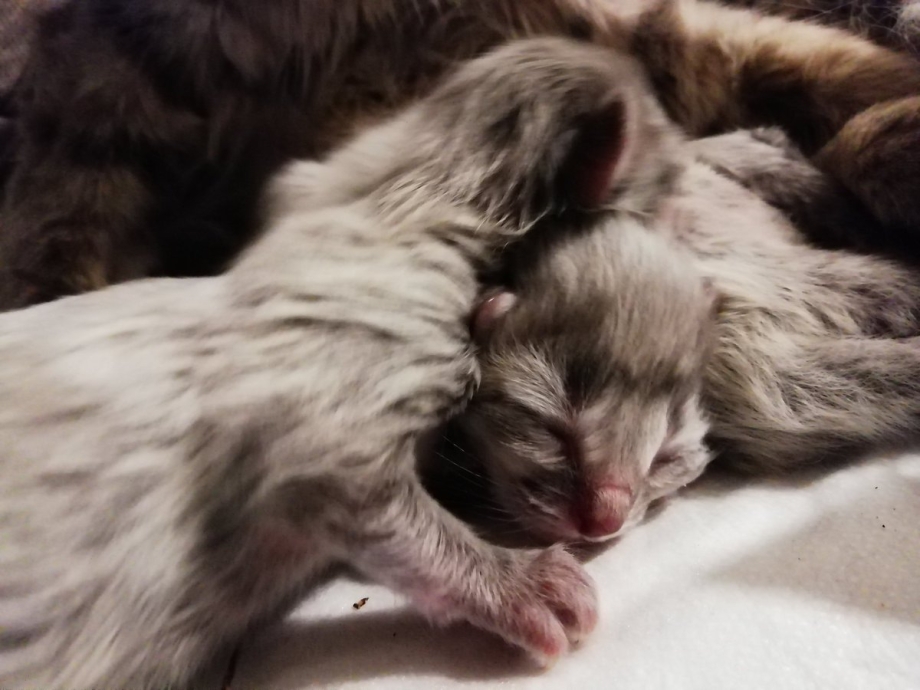 Инвалиды кошки кошки кошки кошки