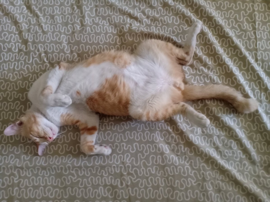 Power's Cat feet