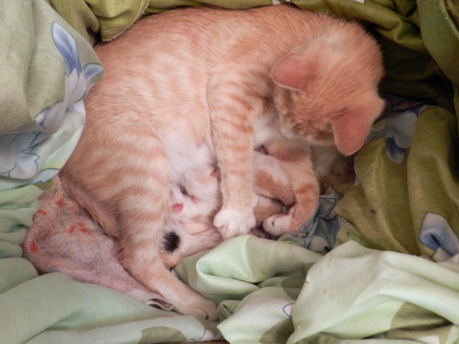 Кошка воспитывает котенка