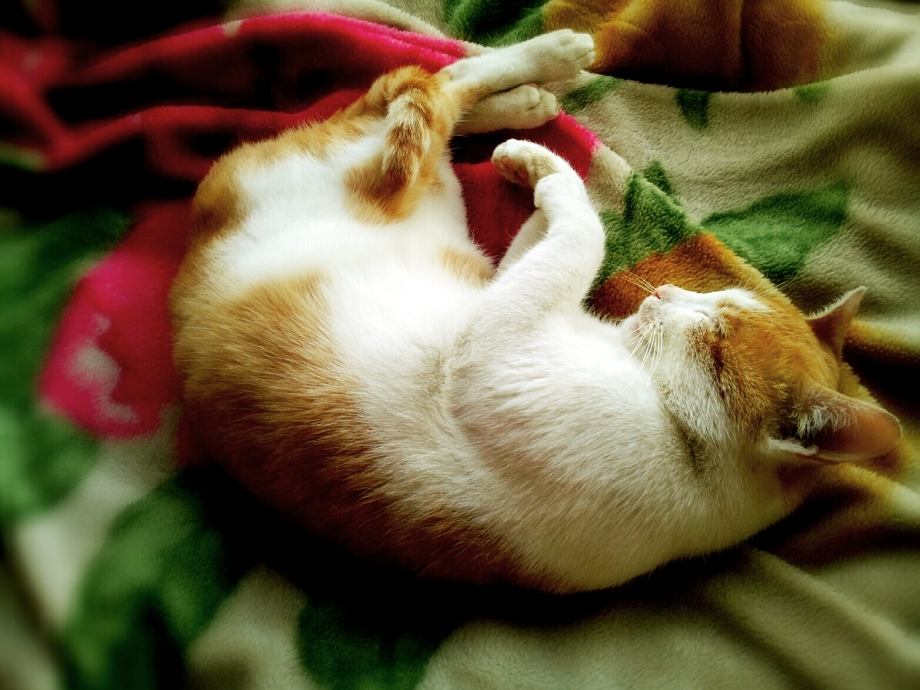Кошка с новорожденными котятами
