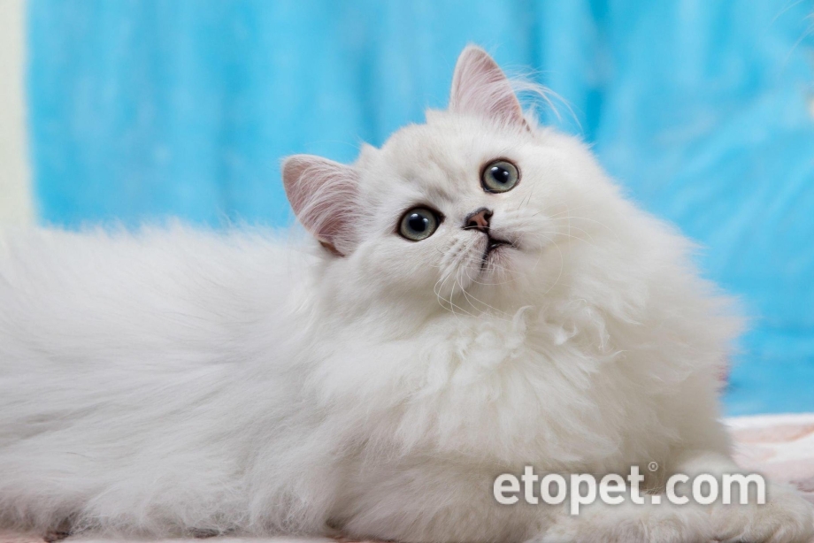 Шотландская хайленд страйт шиншилла