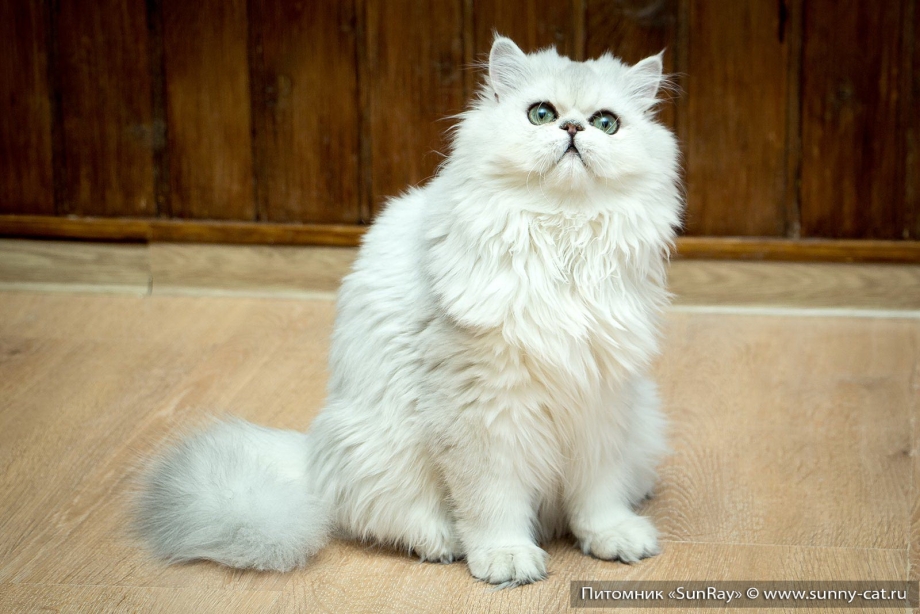 Кошка шиншилла Британская длинн