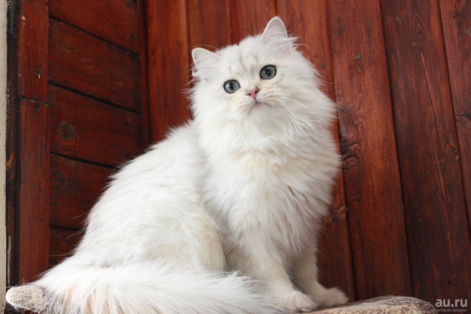 Британская длинношёрстная кошка шиншилла