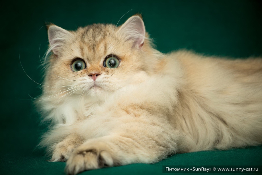 Британская длинношёрстная кошка шиншилла