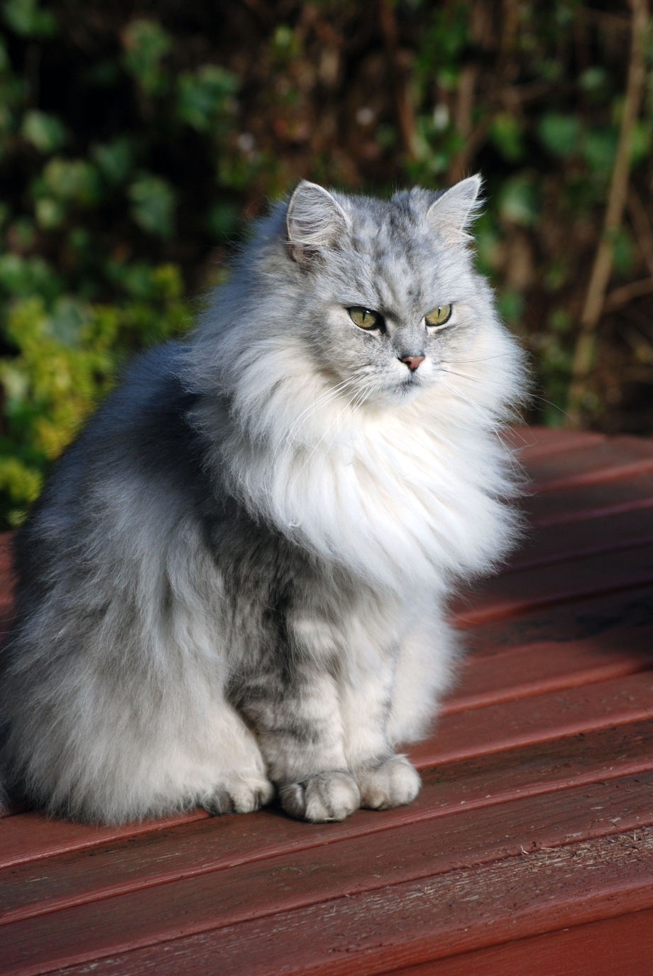 Персидская длинношерстная шиншилла