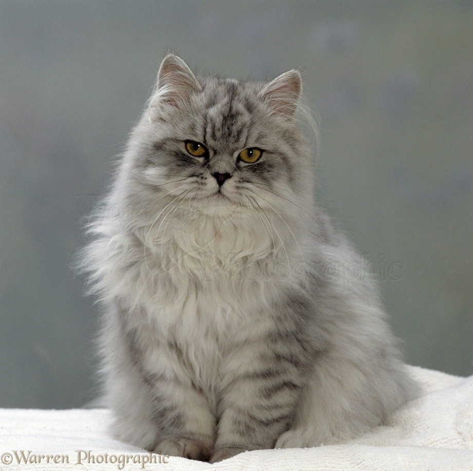 Персидская шиншилла