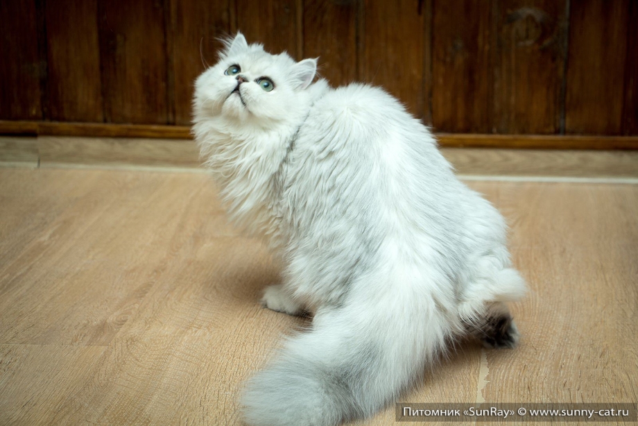 Британский кот длинношерстная белые