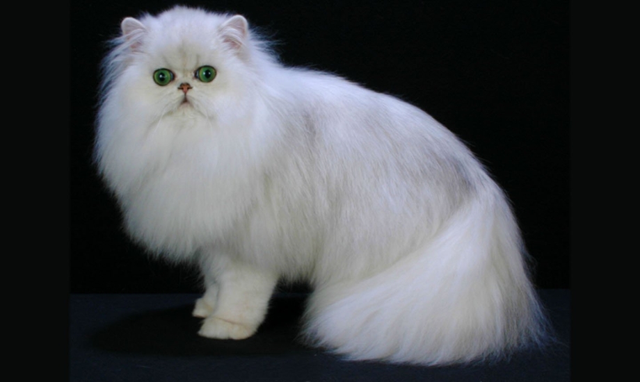 Персидская длинношерстная шиншилла