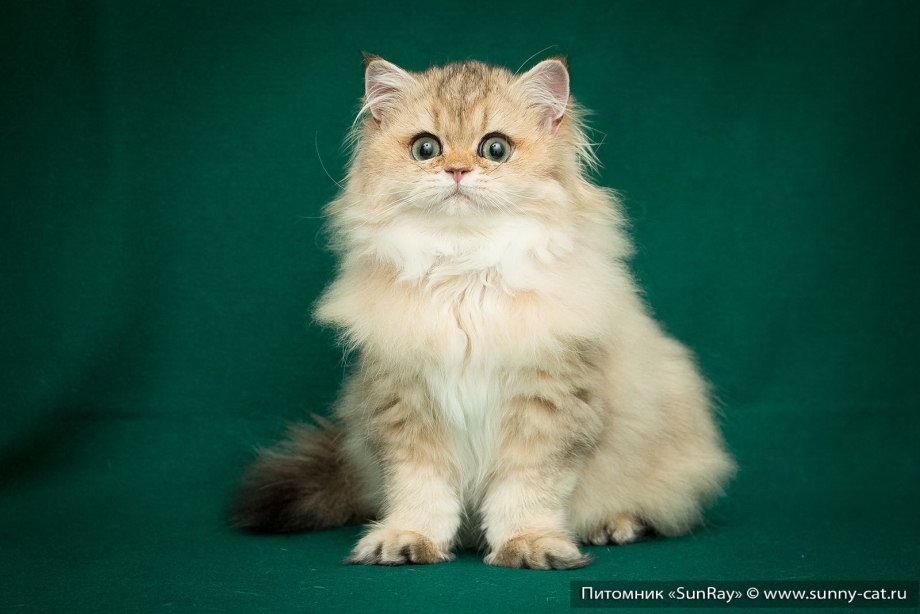 Котята белая Персидская шиншилла