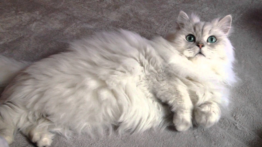 Персидская шиншилла