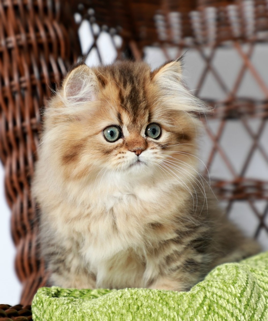 Персидская Золотая шиншилла кошка