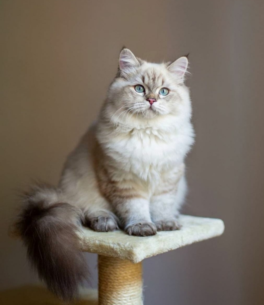 Британская шиншилла длинношерстная