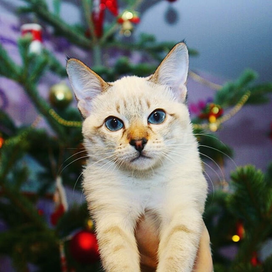 Тайская мраморная кошка