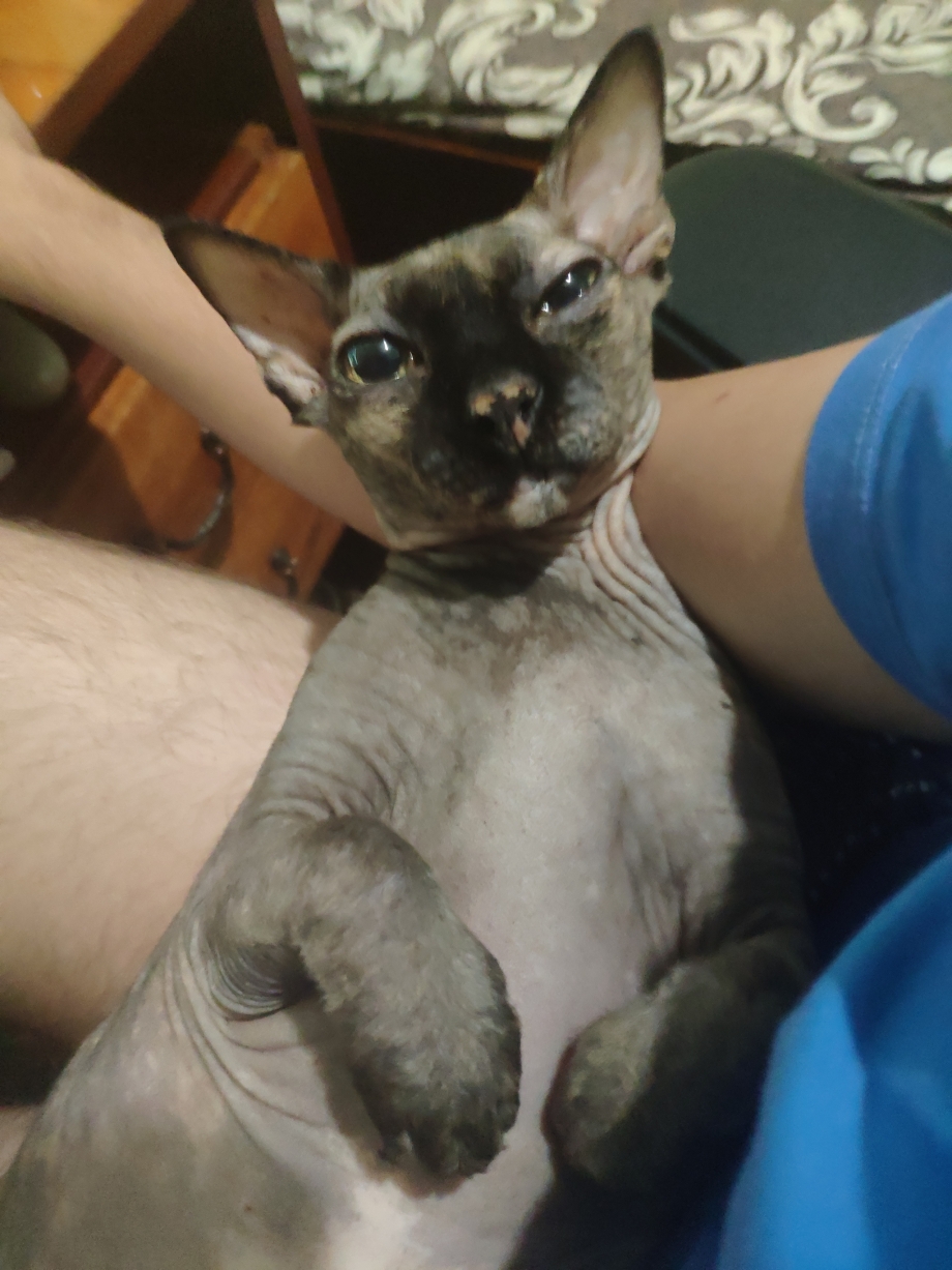 Витамины для кошек сфинкс