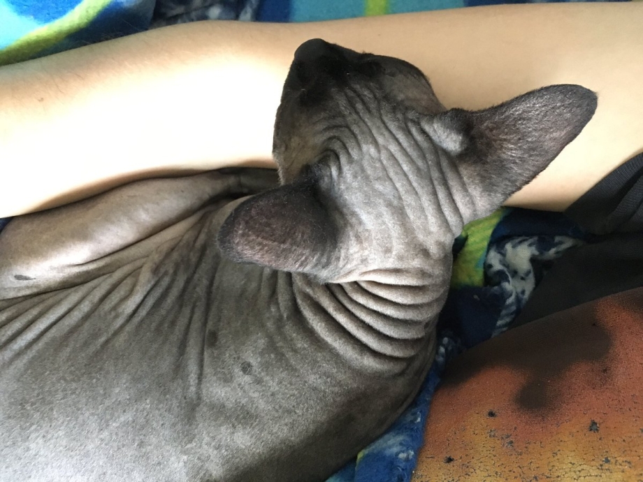 Котомать