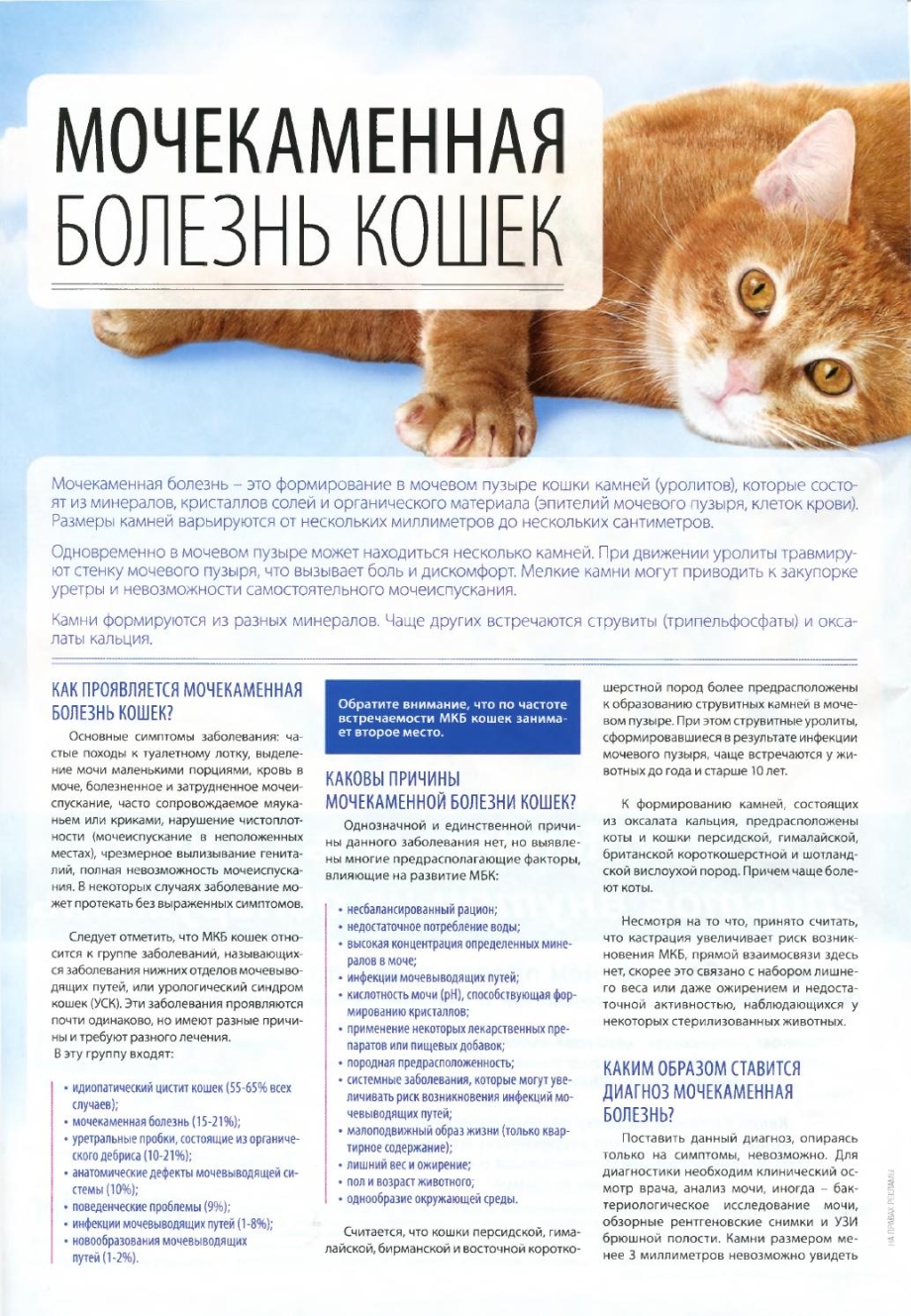 VAC Cat Cat Litter