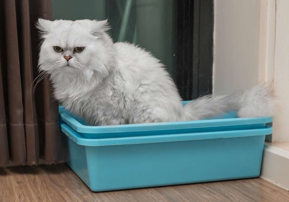 Памперс для кота при уретростомии