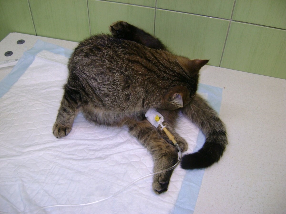 Котенок спит в лотке