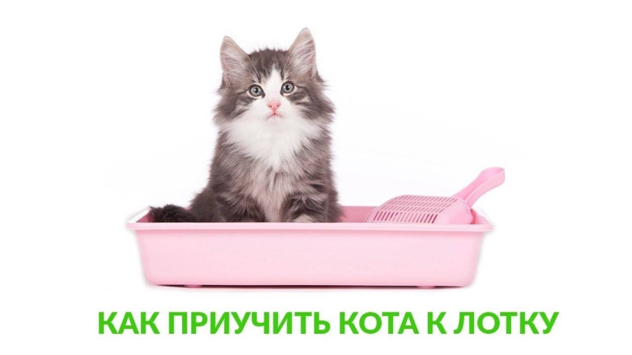 Мочекаменная болезнь у котов