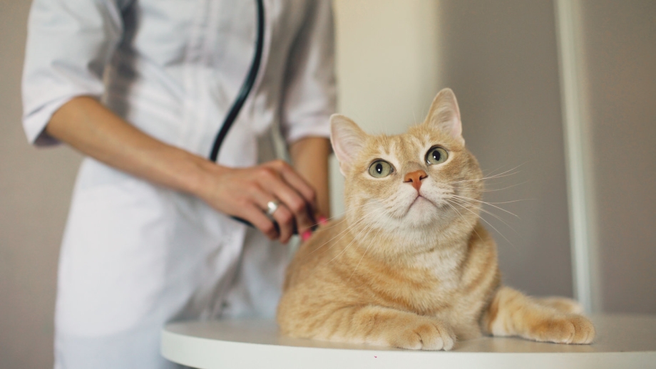 Капли от цистита для кошек котэрвин