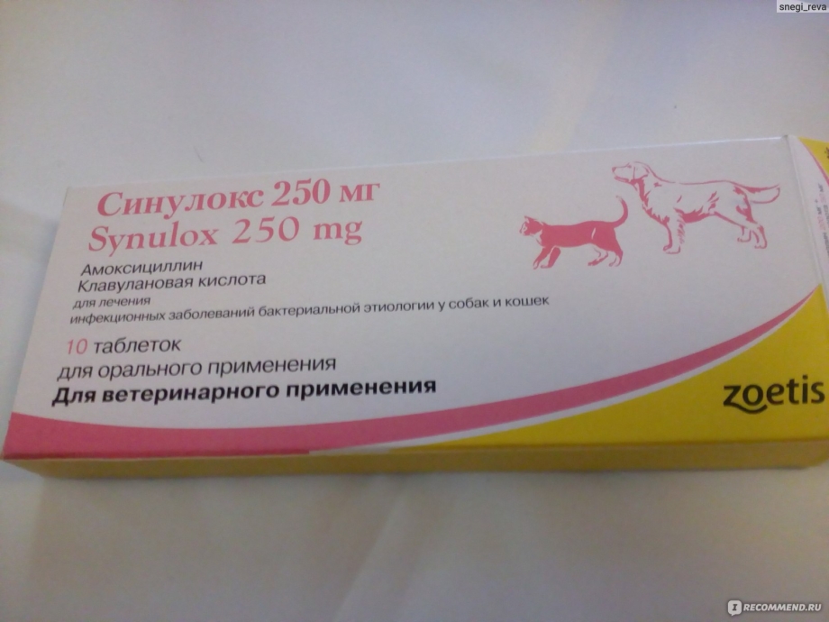 Депрессия у кота симптомы
