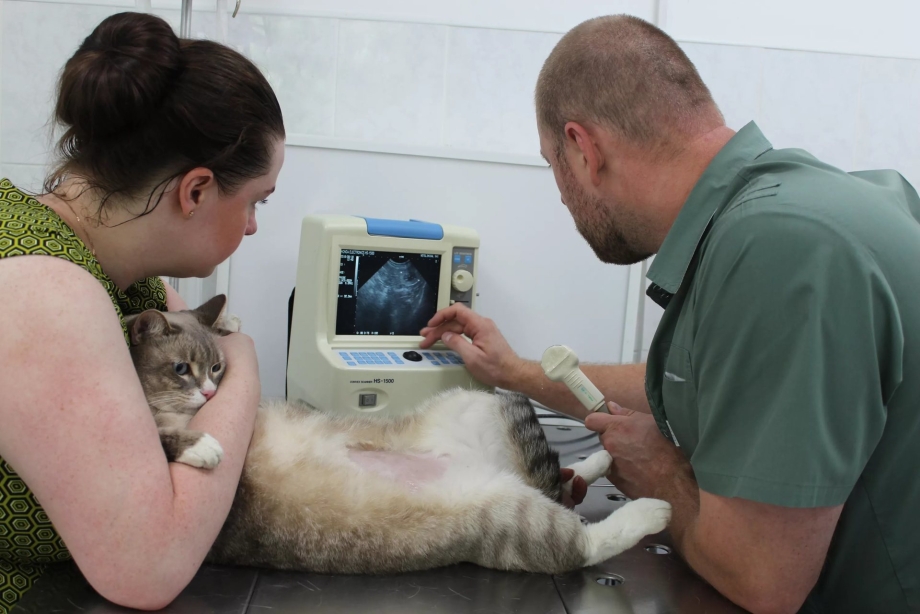 Мочекаменная болезнь у кота