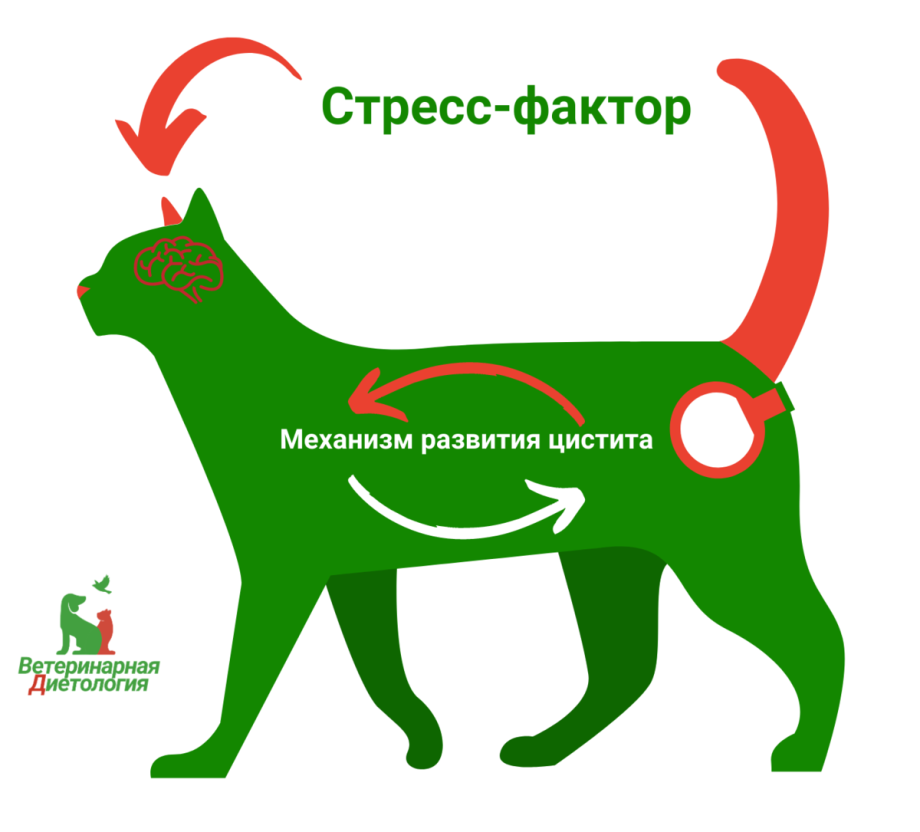 Цистит у кота кастрированного