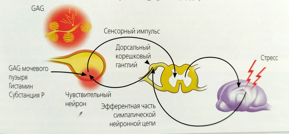 СТОНЫ кошки