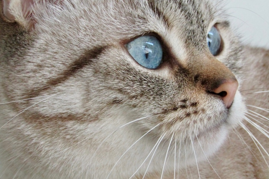 Stray Feline