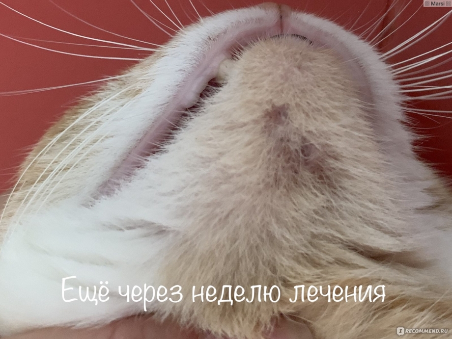 Коричневые точки на носу у кота