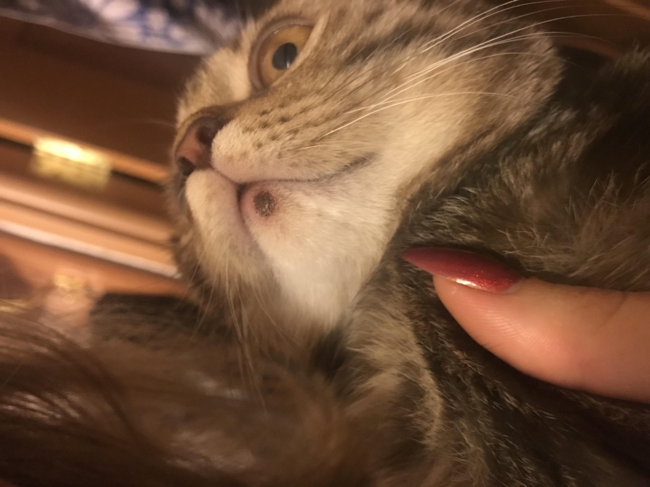Акне у кошек от про план