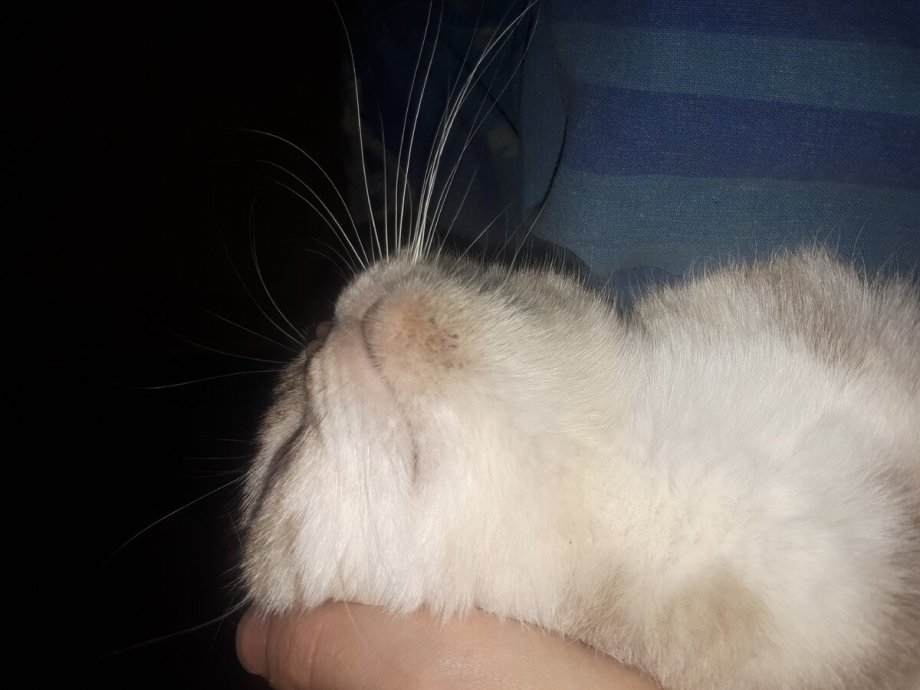 Лишай на подбородке у котенка