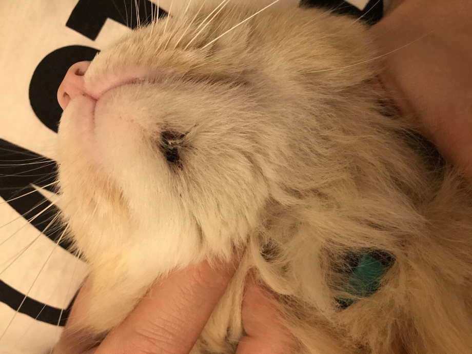 Шишка у кота на переносице