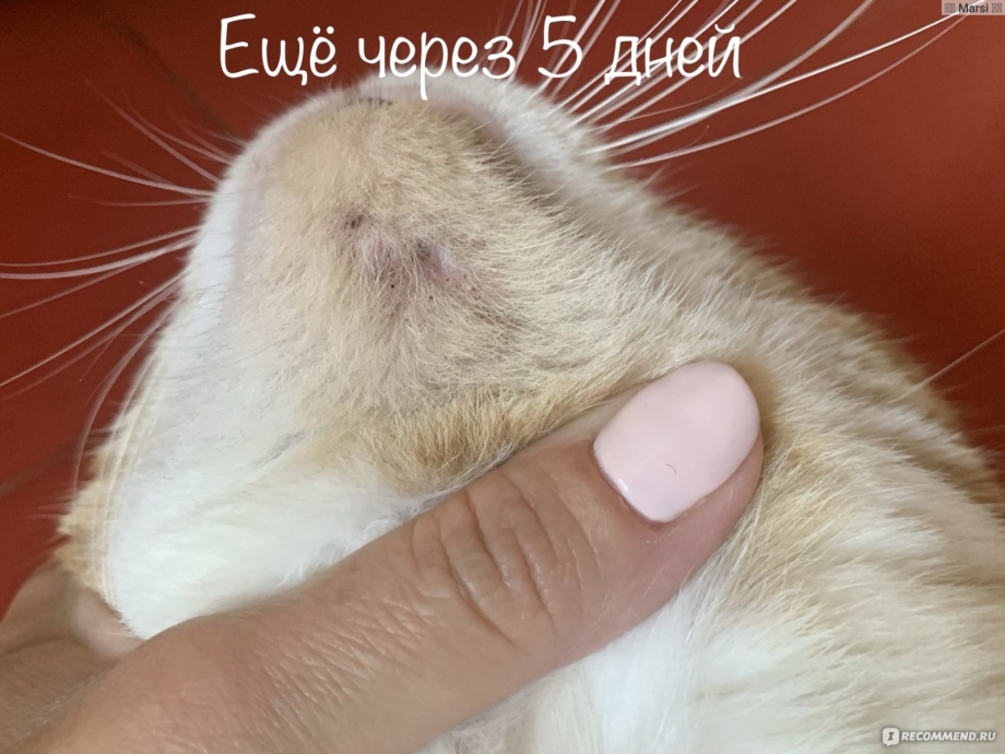 Маленькие висячие родинки