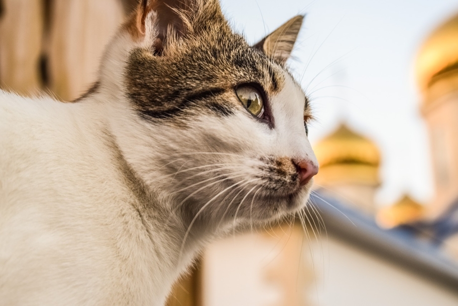 Укотаопухла нижняя селюсть