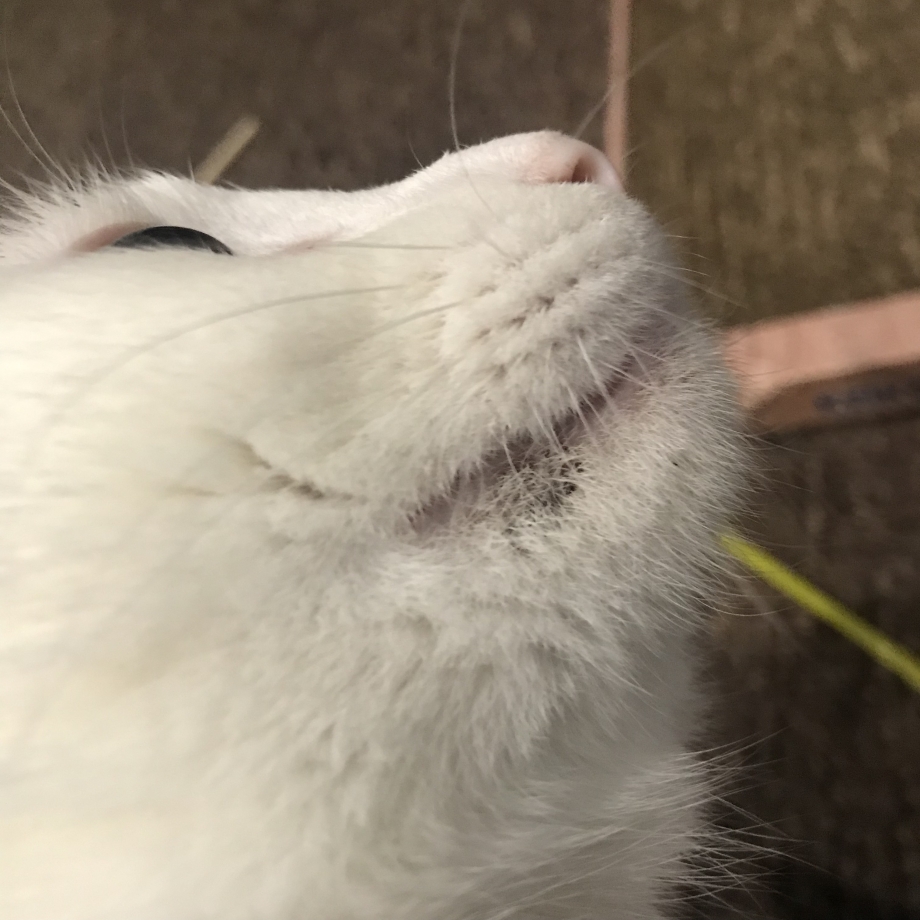 У кота на подбородке болячки что это