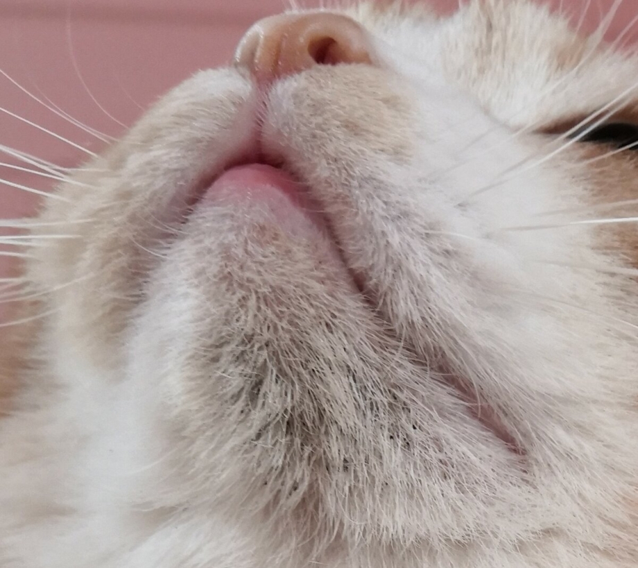 У кота на подбородке болячки что это