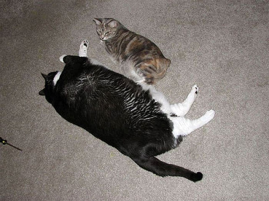 Толсты и худой коты