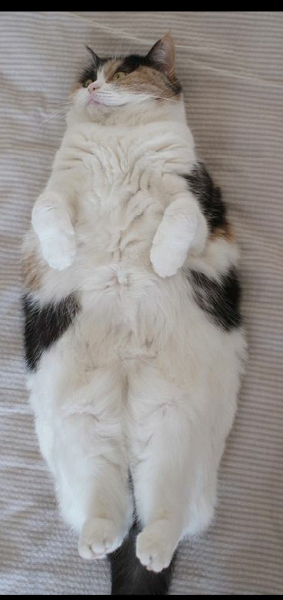 Котик лежит на спине