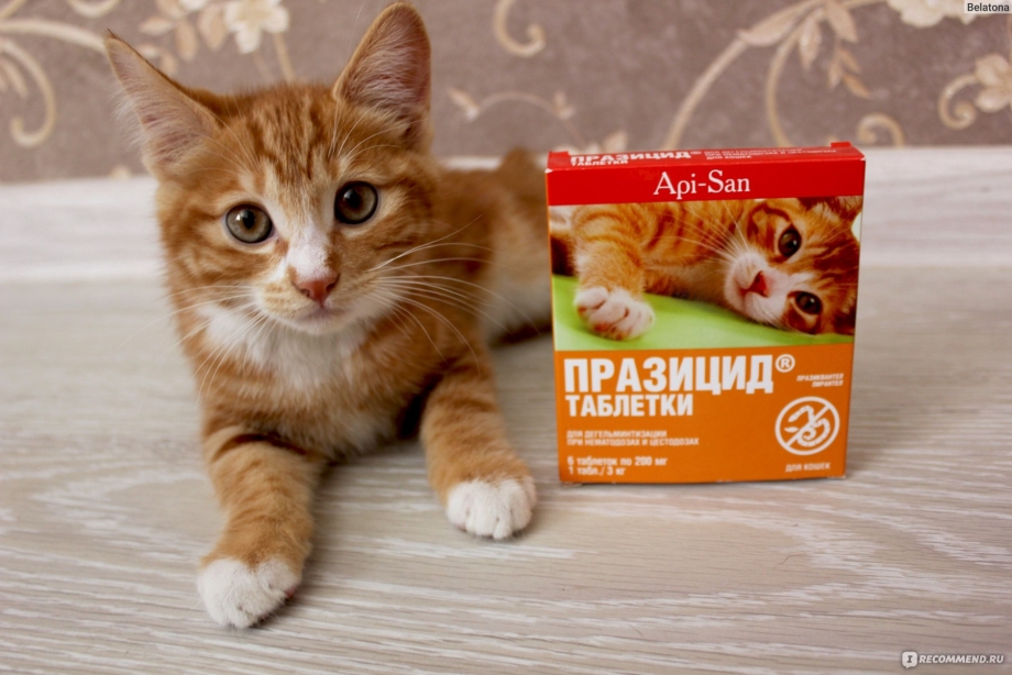 Глистогонные для собак Празицид