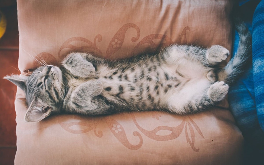 Кошка лежит на животе