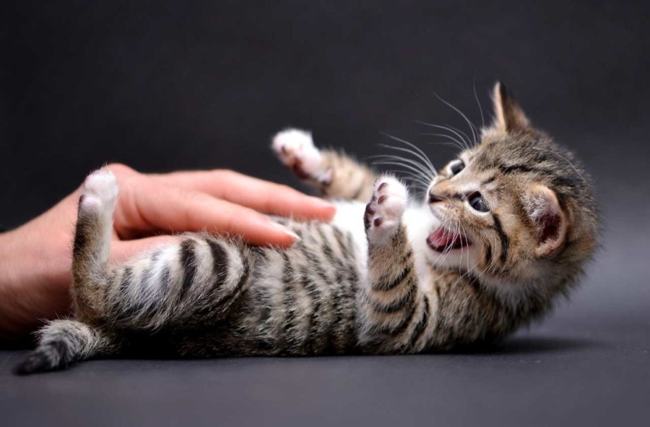 Котик лежит
