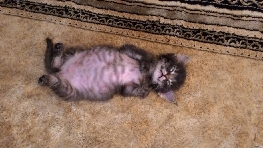 Кот лежит на спине
