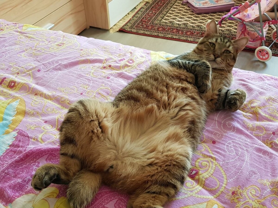 Кошка показывает животик