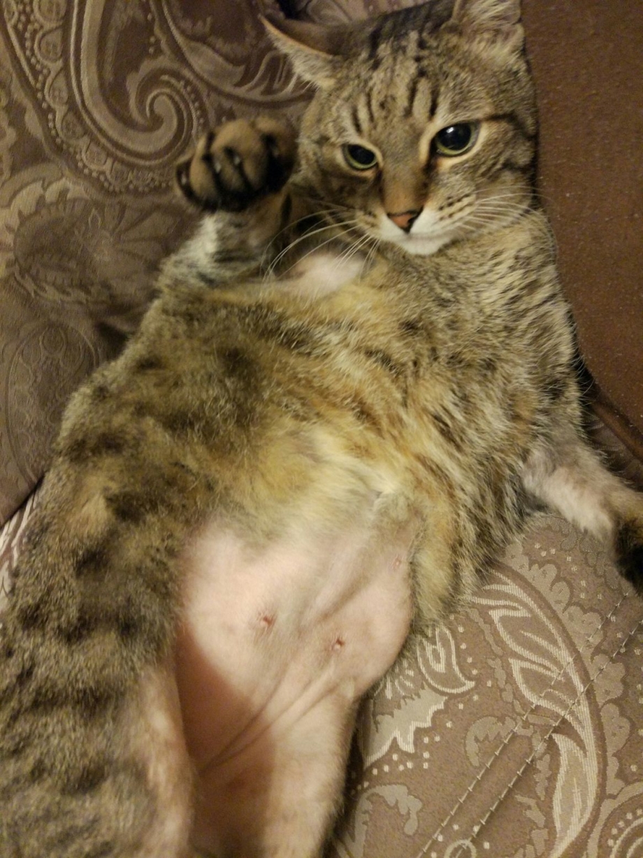 Беременная кошка