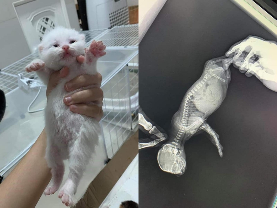 Животик болит у кошечки