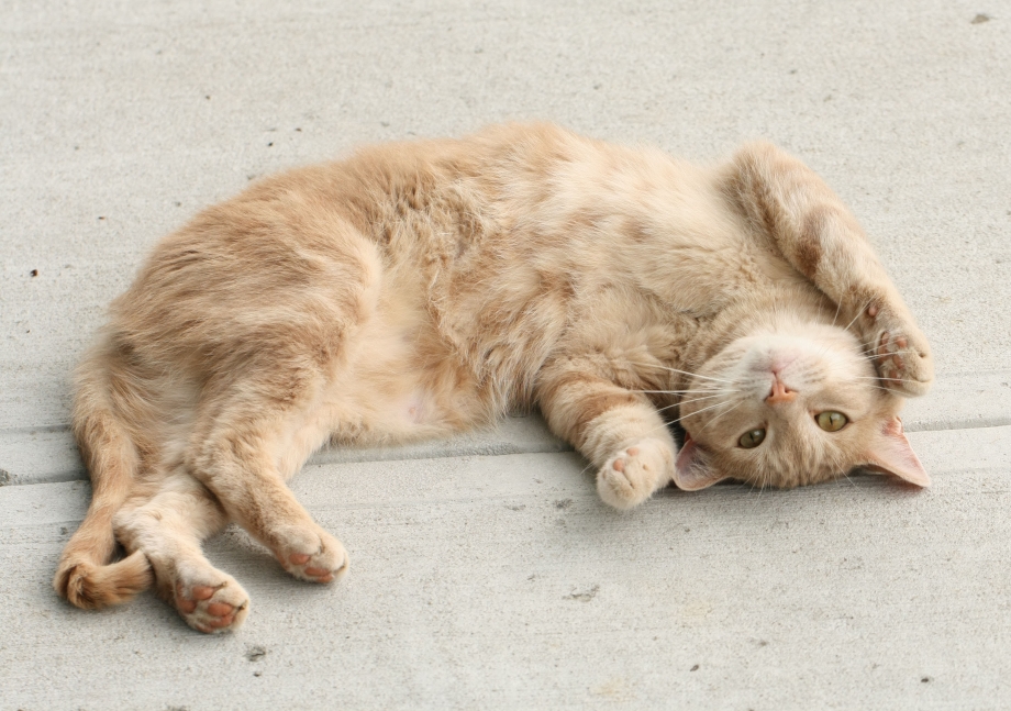 Котенок которого гладят