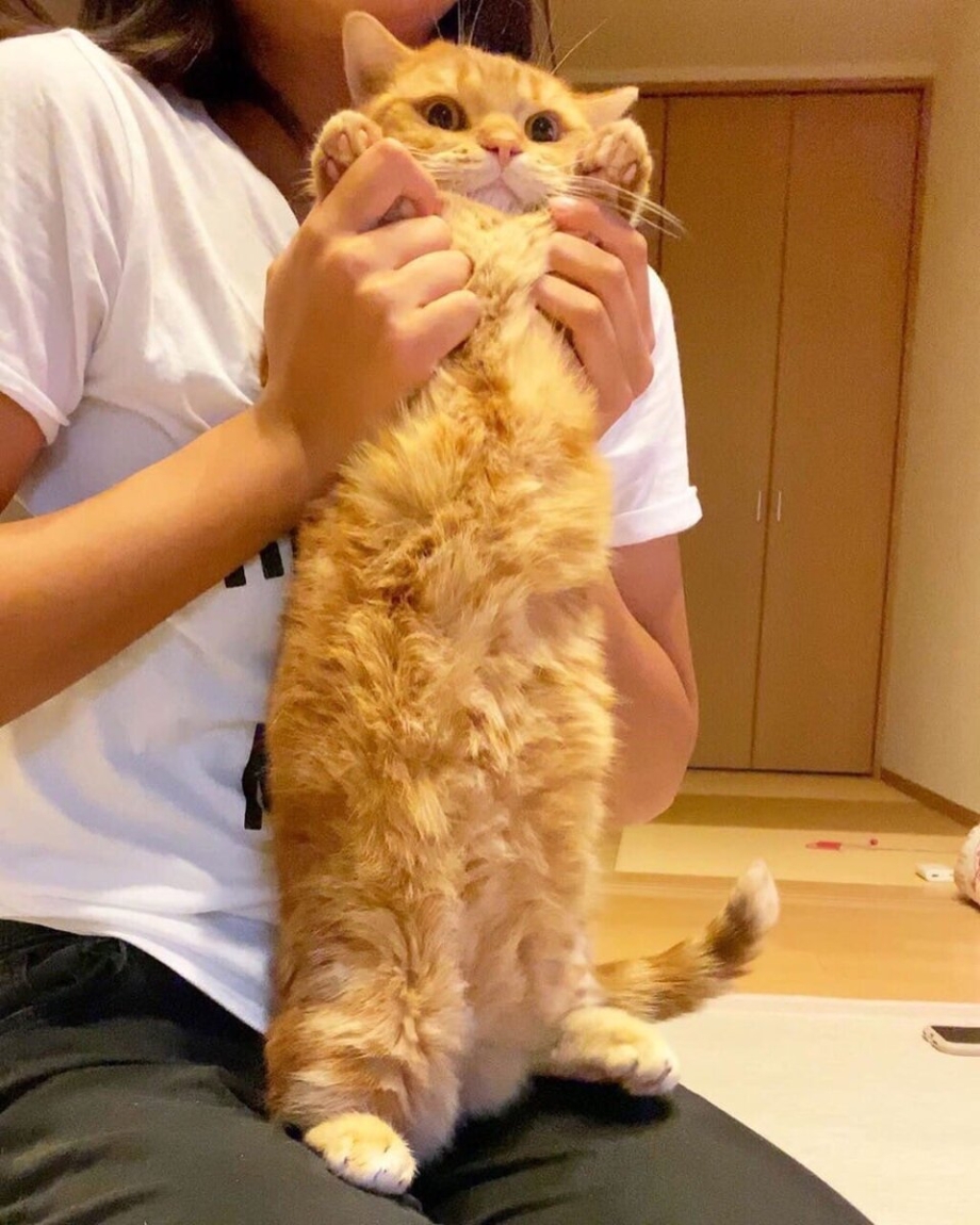 Гладить кота